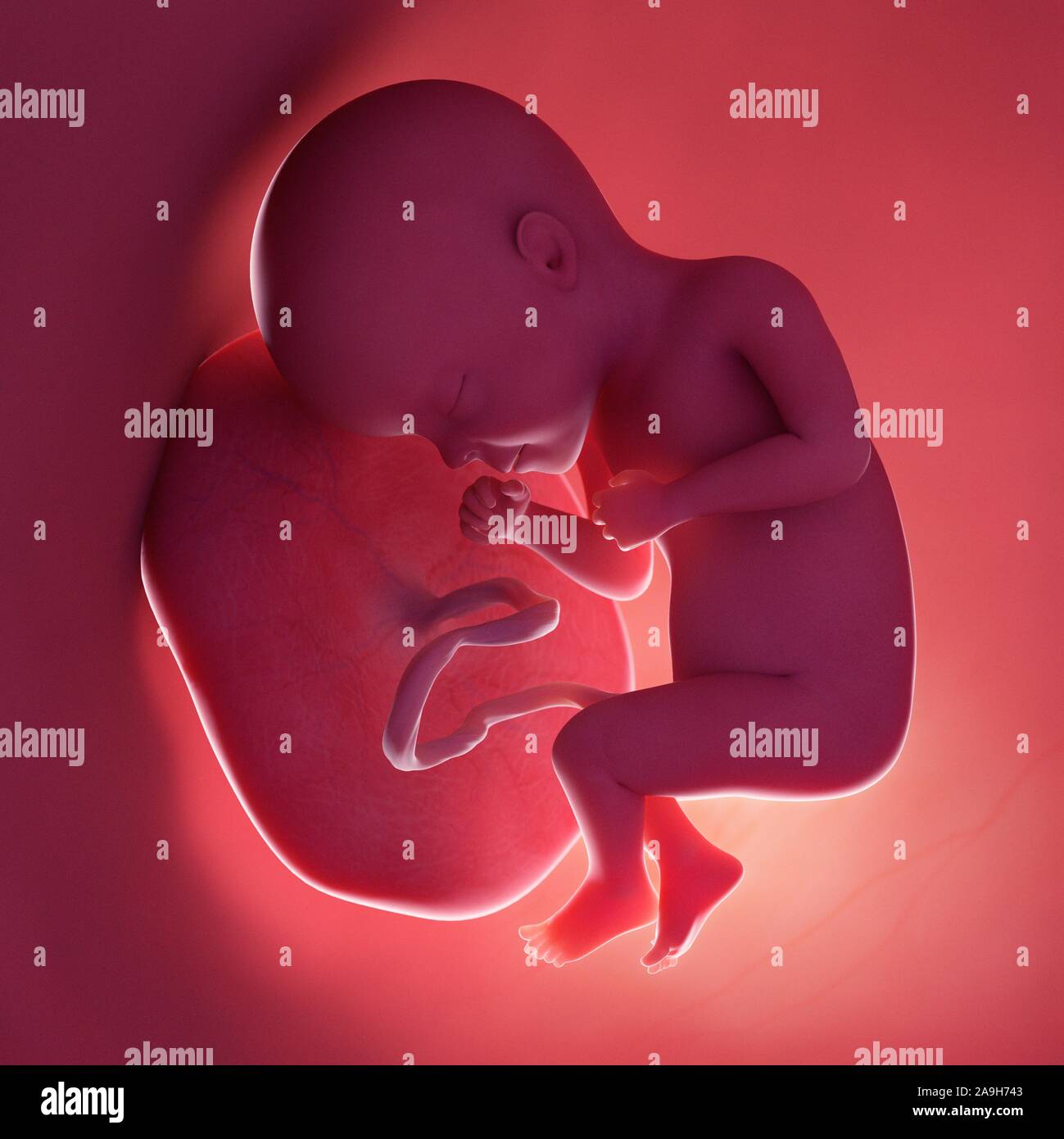 Pregnancy week 27 hi-res stock photography and images - Alamy