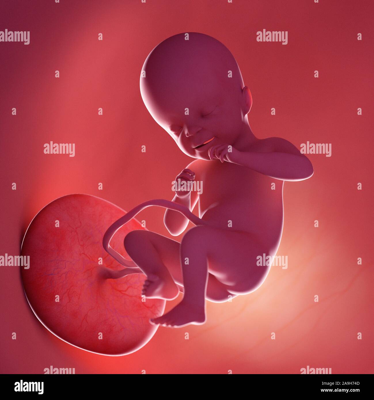 Pregnancy week 21 hi-res stock photography and images - Alamy