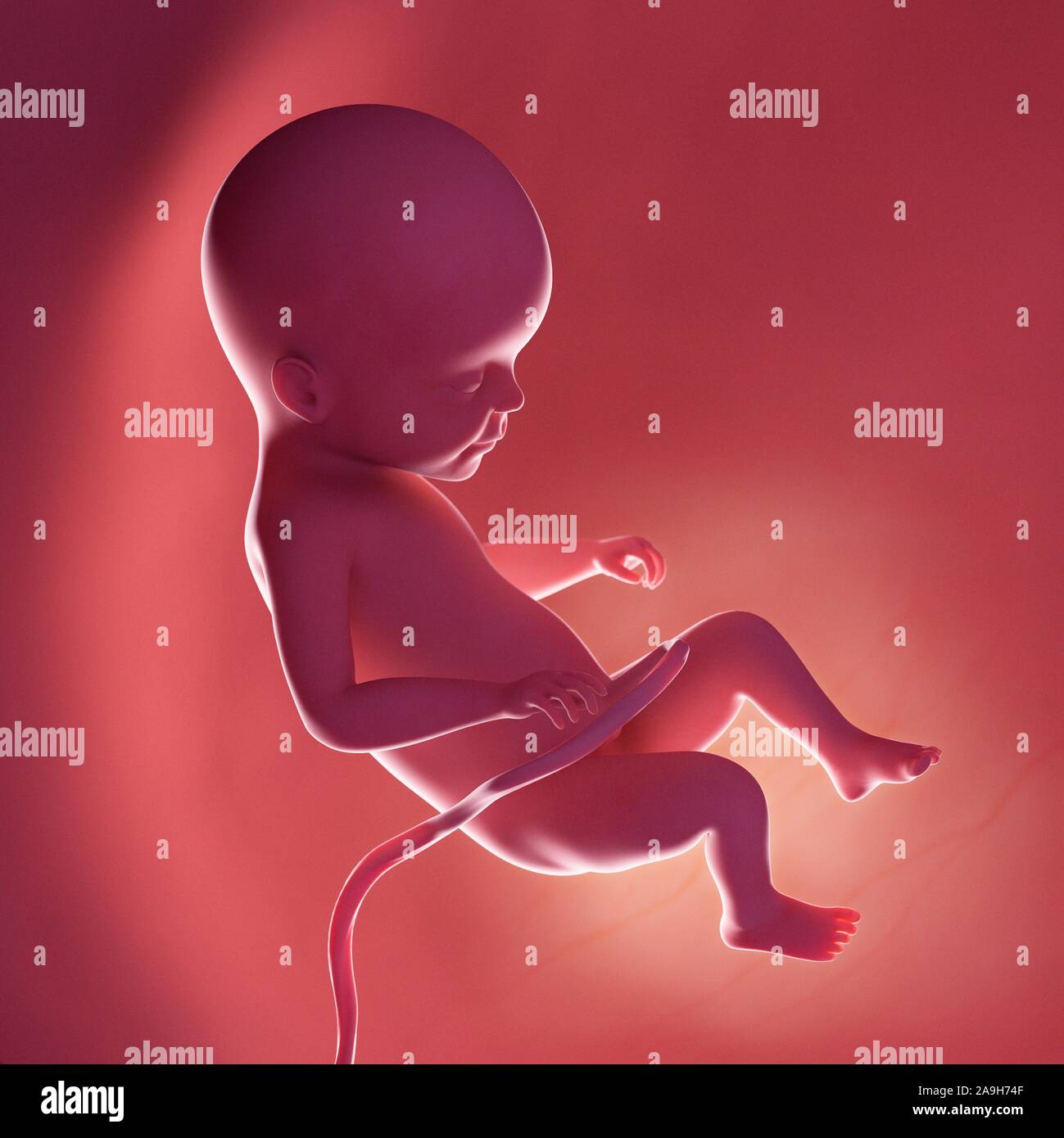 22 week fetus hi-res stock photography and images - Alamy