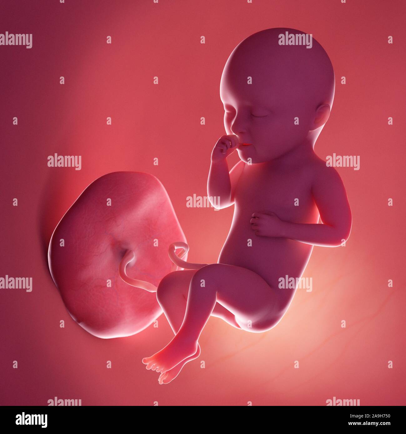 Week 34 Week 34 fetal development hi-res stock photography and images - Alamy
