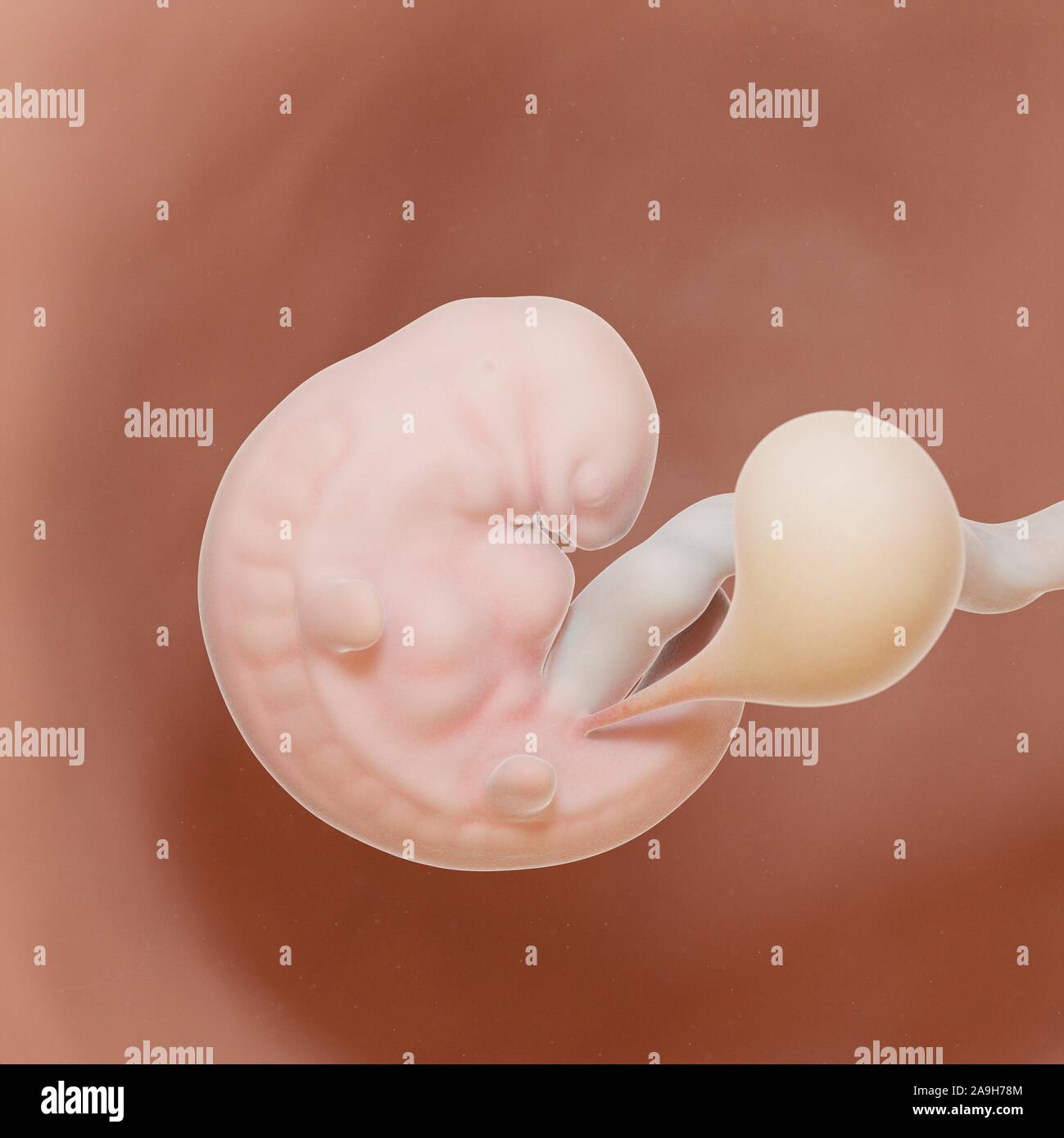 6 week fetus hi-res stock photography and images - Alamy