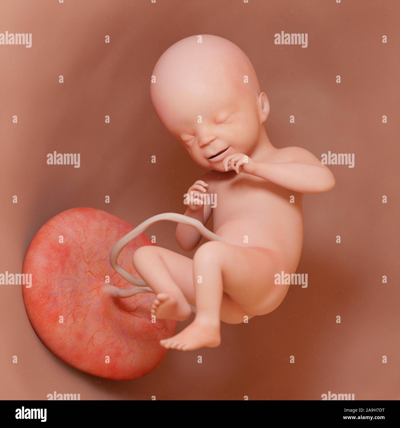21 Week Fetus