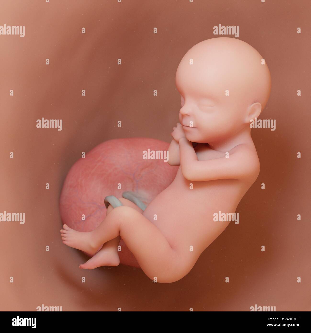 Week 30 Week 30 fetal development hi-res stock photography and images - Alamy