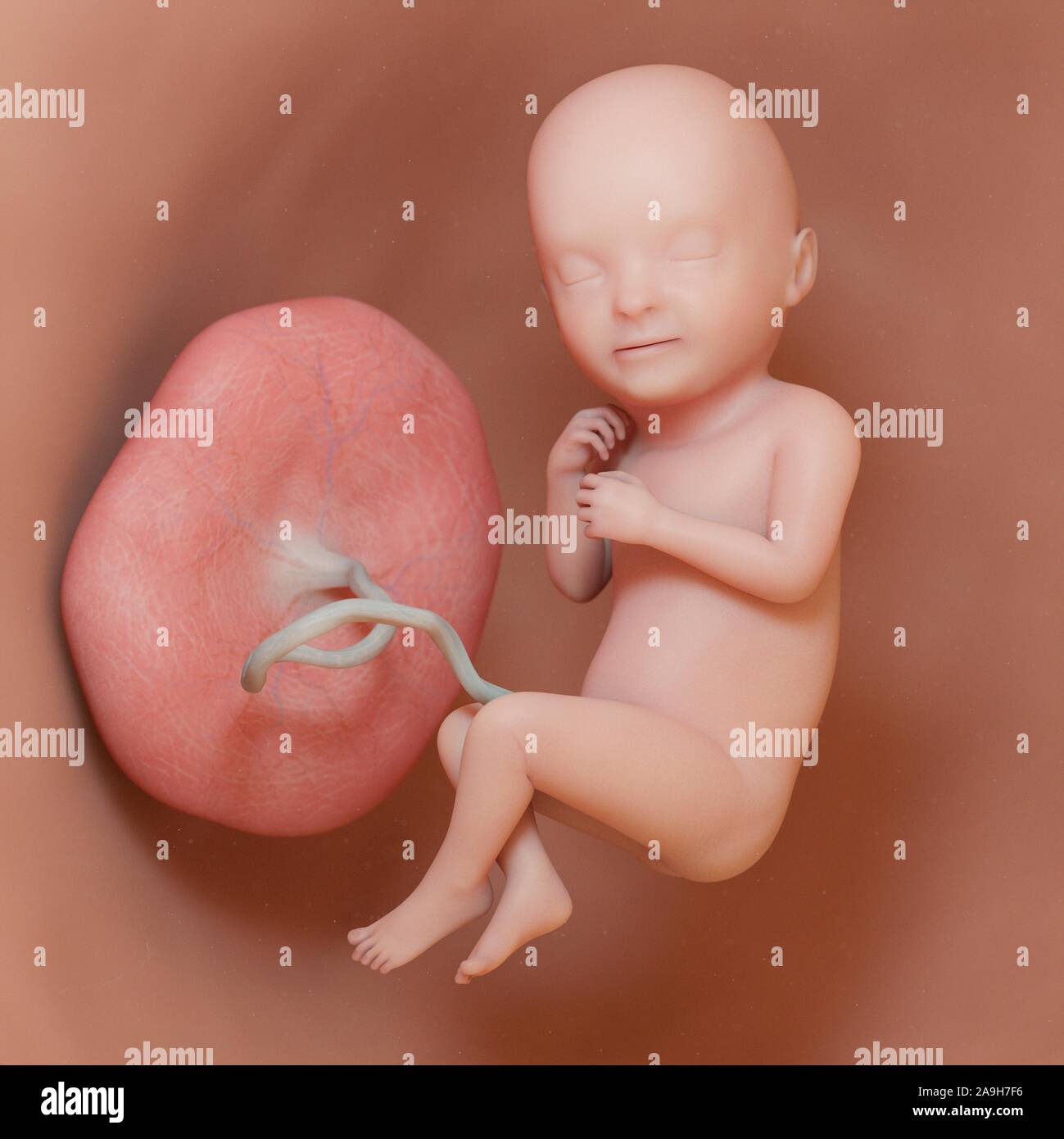 Fetus at week 33, illustration Stock Photo - Alamy