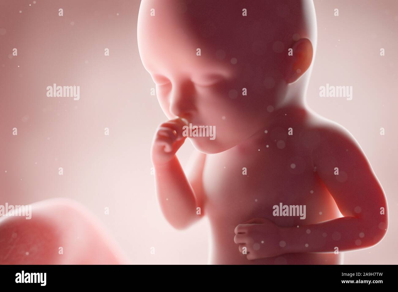 Week 34 Fetus at week 34, illustration Stock Photo - Alamy