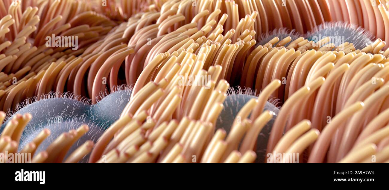 Ciliated epithelial cells, illustration Stock Photo