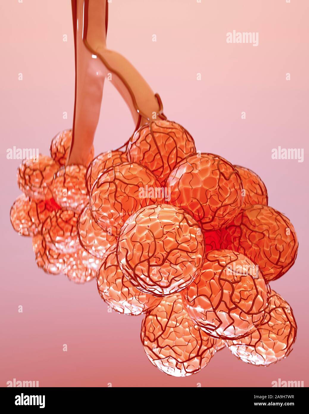 Alveoli, illustration Stock Photo