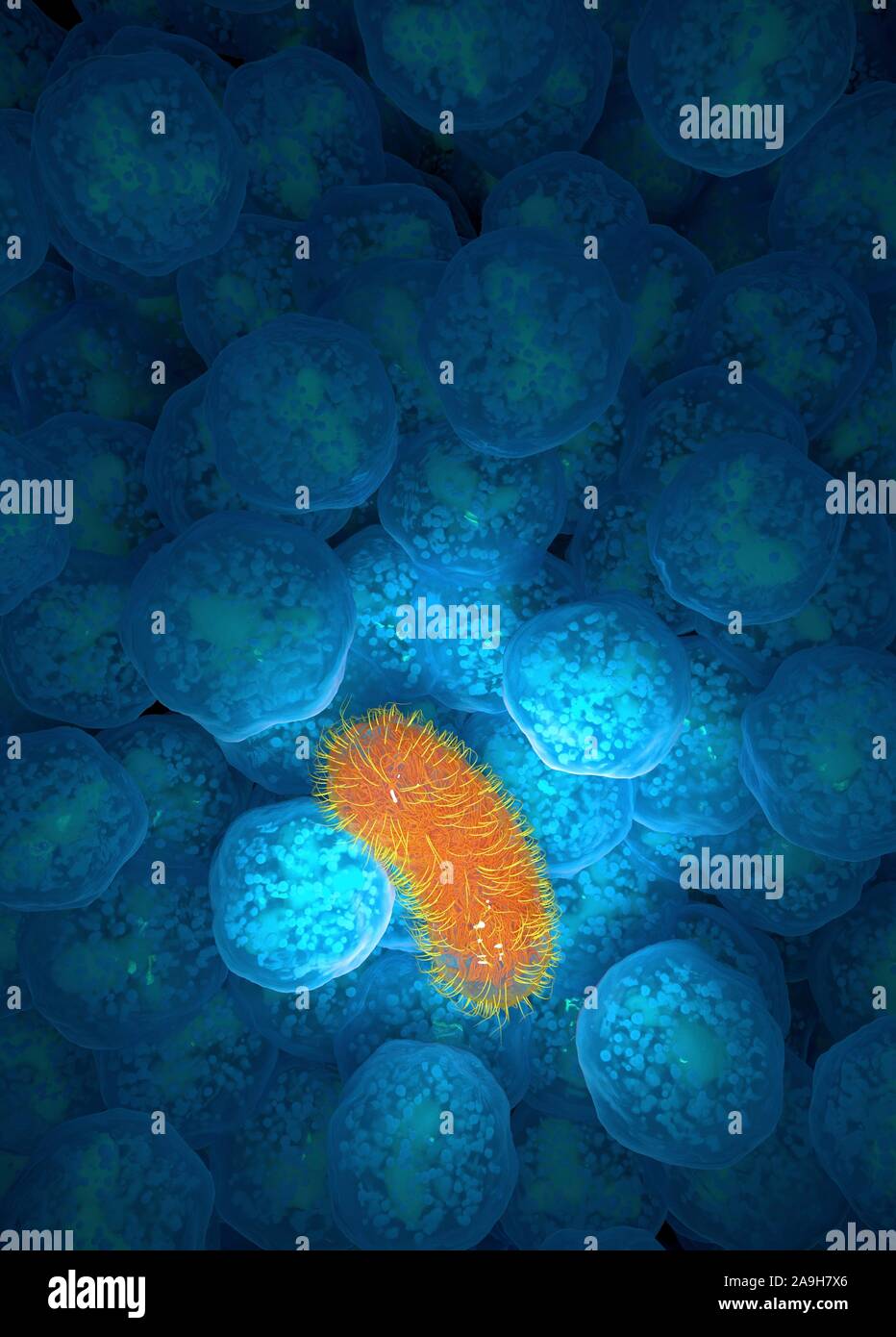 Neutrophil immune response, illustration Stock Photo