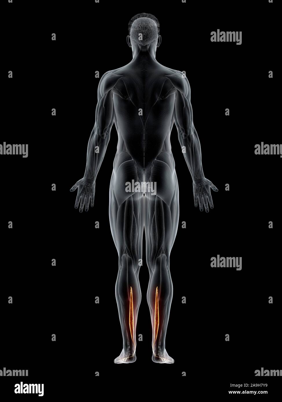 Flexor digitorum longus muscle, illustration Stock Photo - Alamy