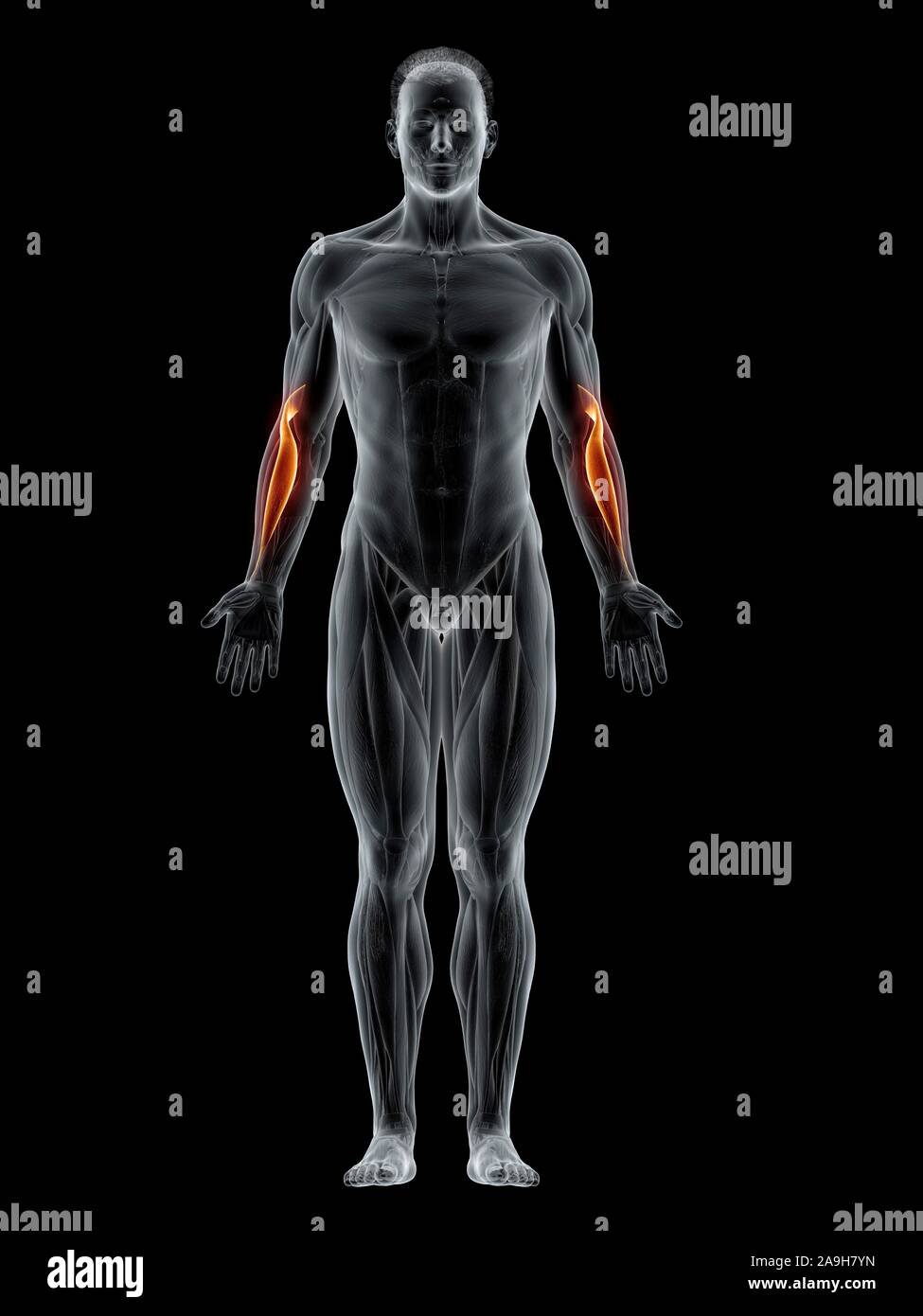 Brachioradialis Muscle High Resolution Stock Photography and Images - Alamy