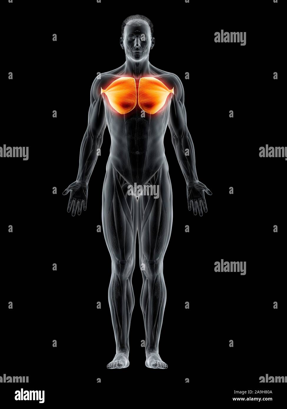 Anatomy of female chest and torso featuring major muscular groups and  glands Stock Photo - Alamy