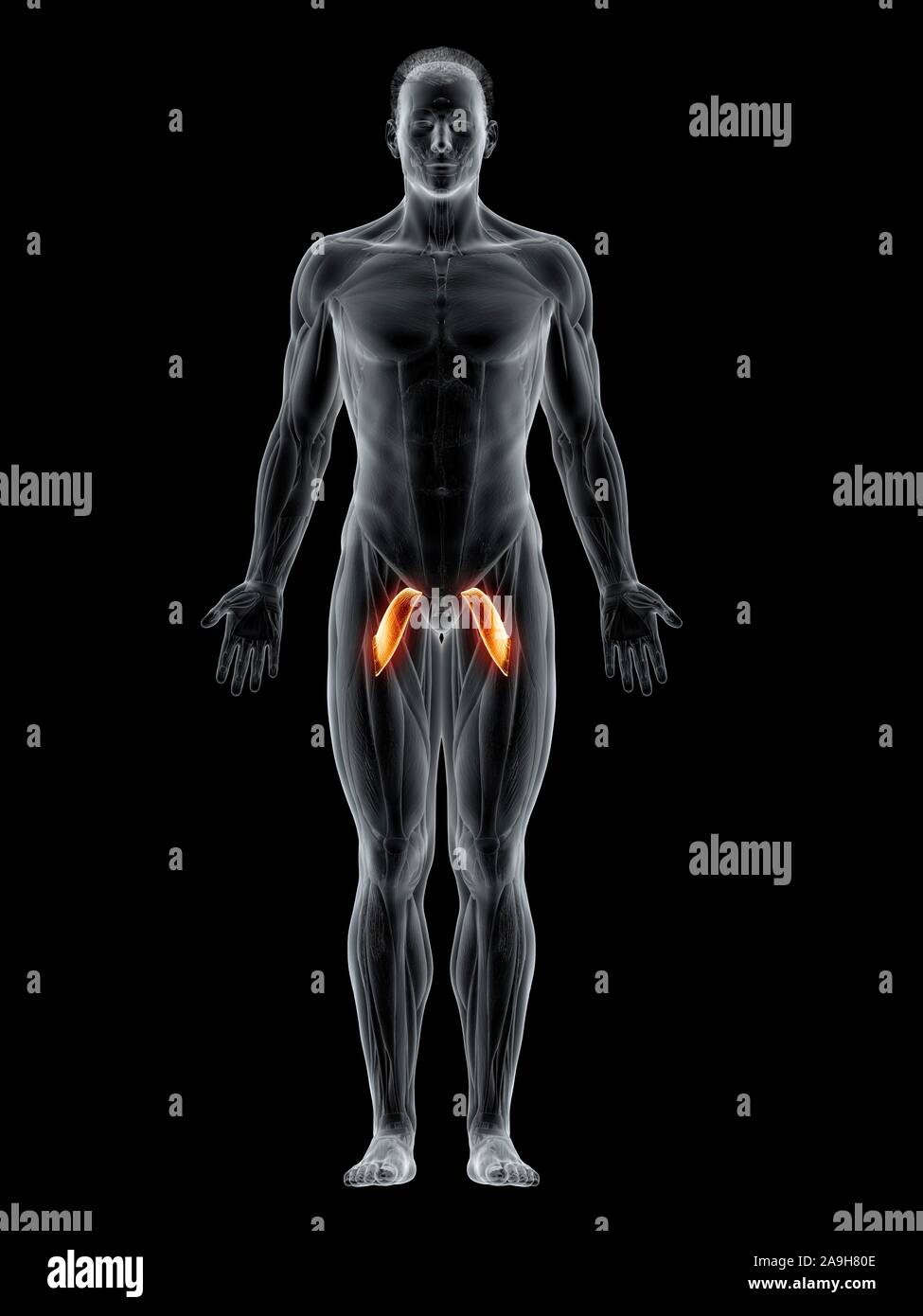 Pectineus muscle, illustration Stock Photo Alamy
