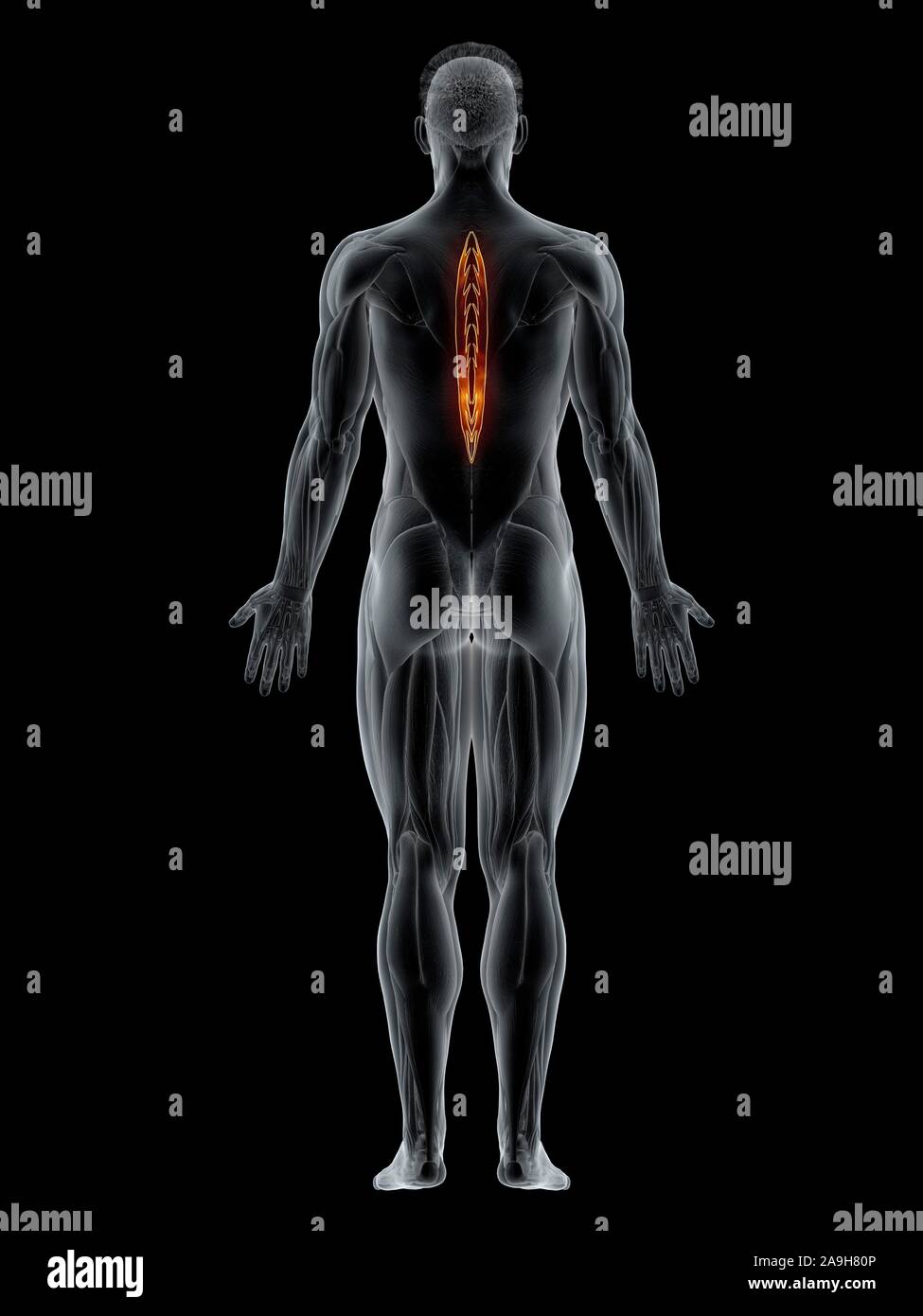 Spinalis thoracis muscle, illustration Stock Photo