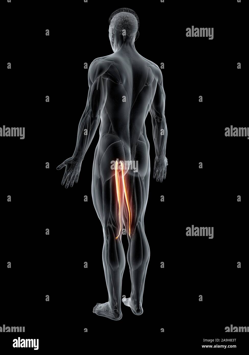 Gracilis Muscle Stock Photos & Gracilis Muscle Stock Images - Alamy