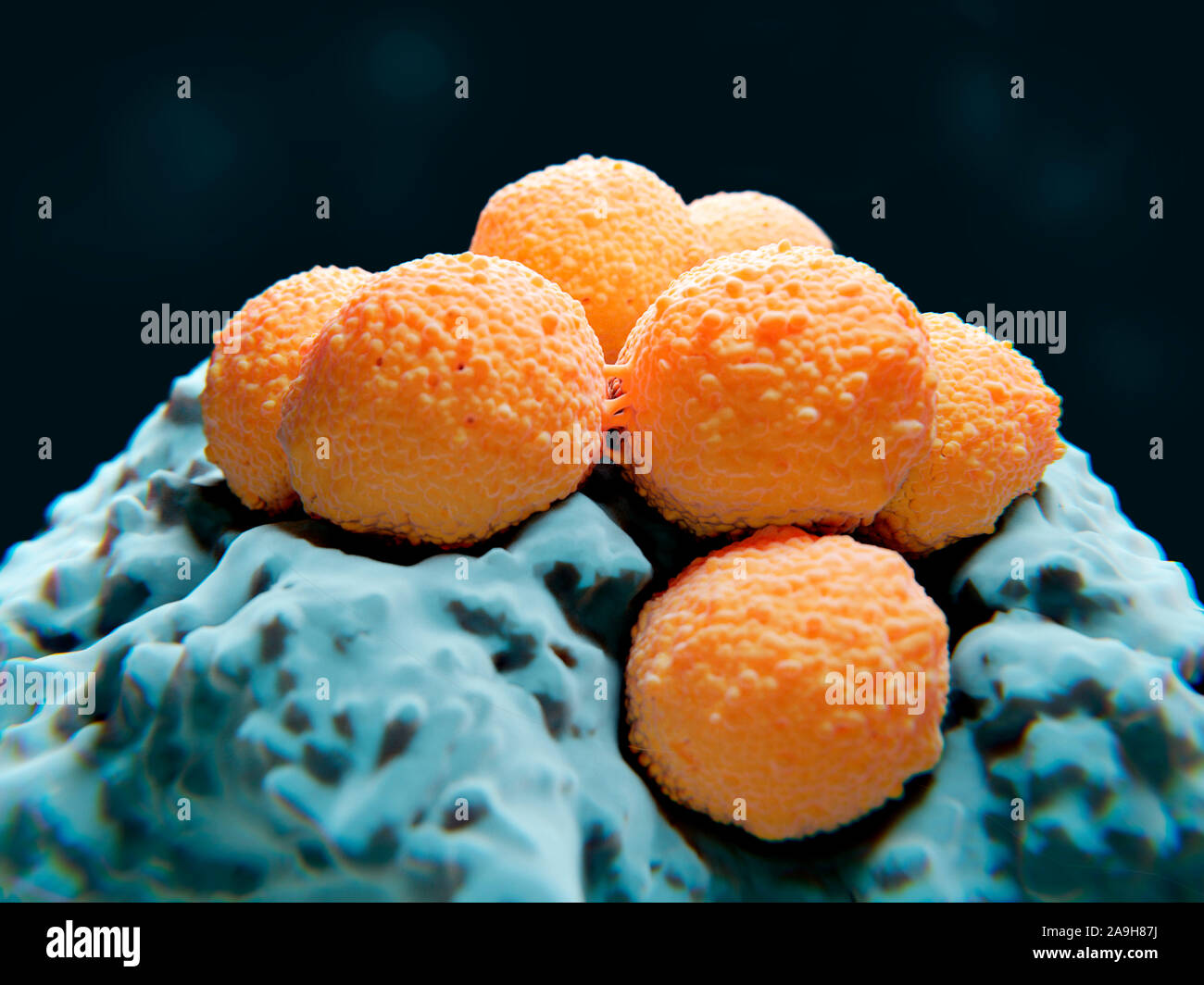 Streptococci bacteria, illustration Stock Photo