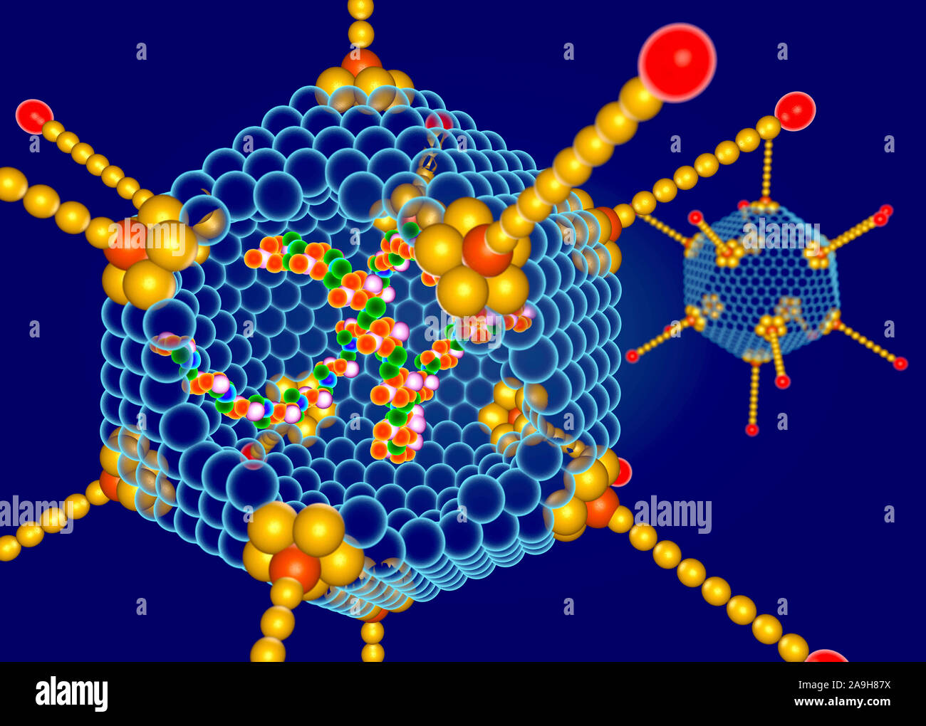 Adenovirus structure, illustration Stock Photo Alamy