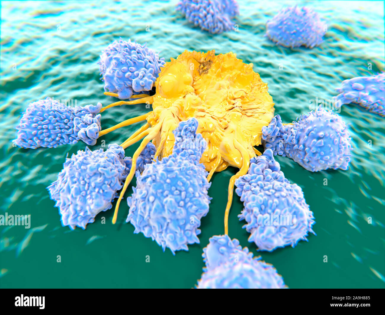 Lymphocytes attacking a cancer cell, illustration Stock Photo