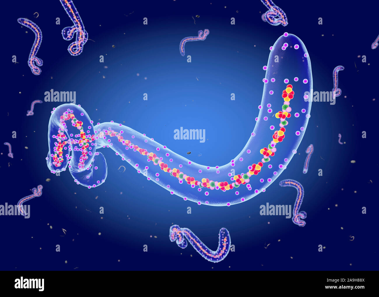 Ebola virus structure, illustration Stock Photo