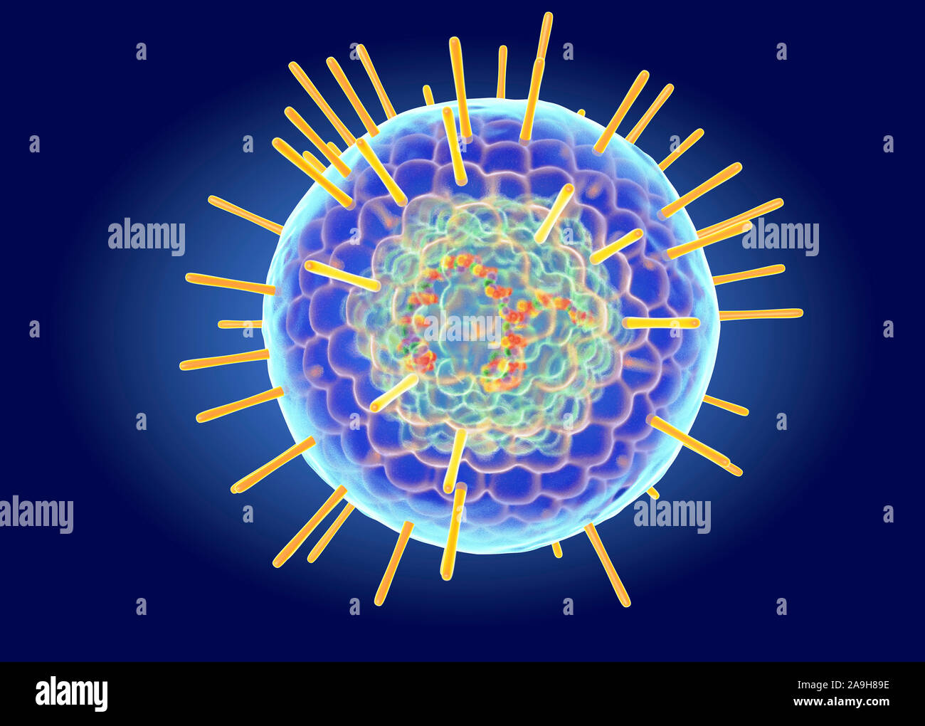 Herpes Simplex virus structure, illustration Stock Photo