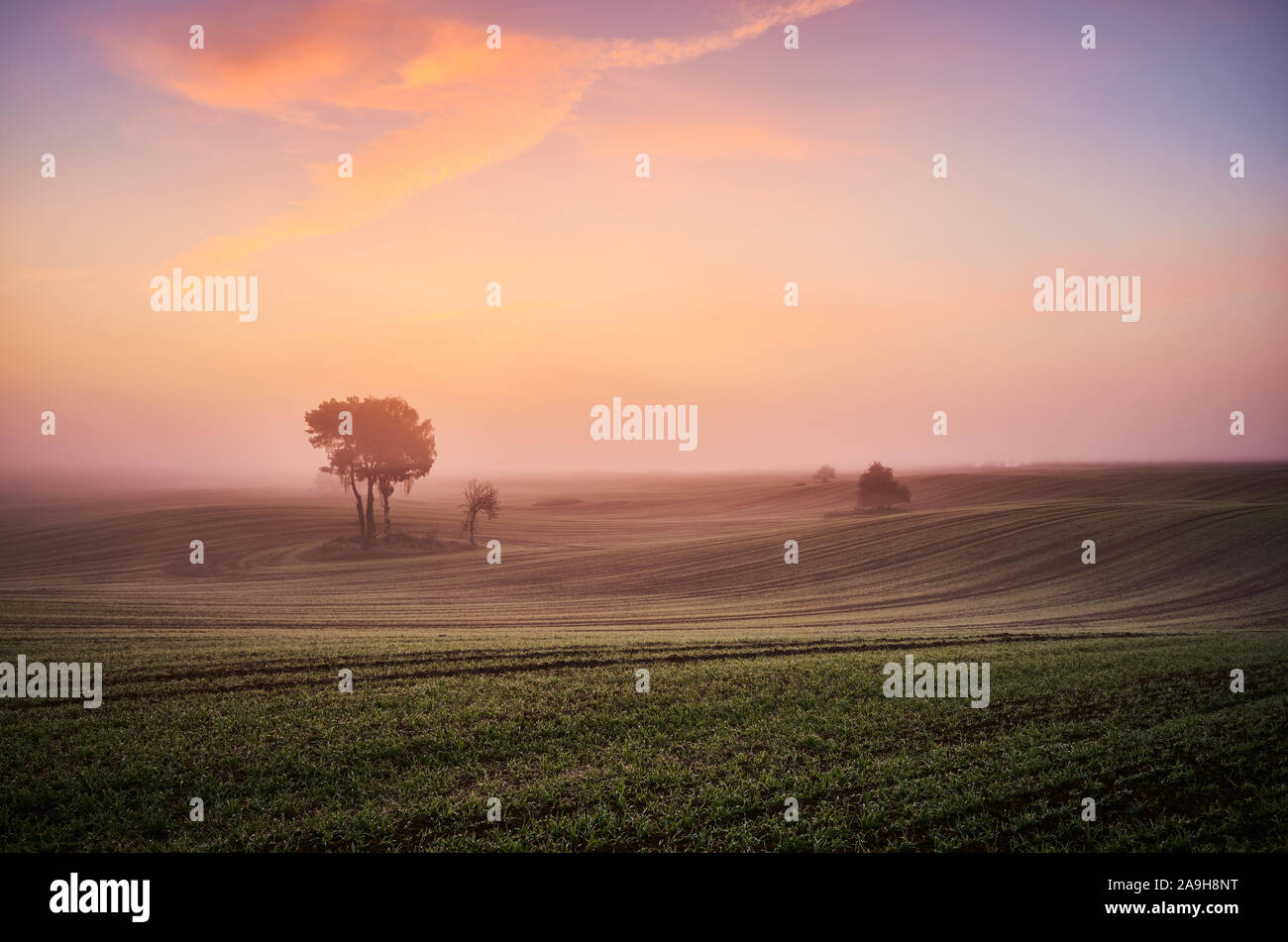 Beautiful colorful misty dawn on a field. Stock Photo