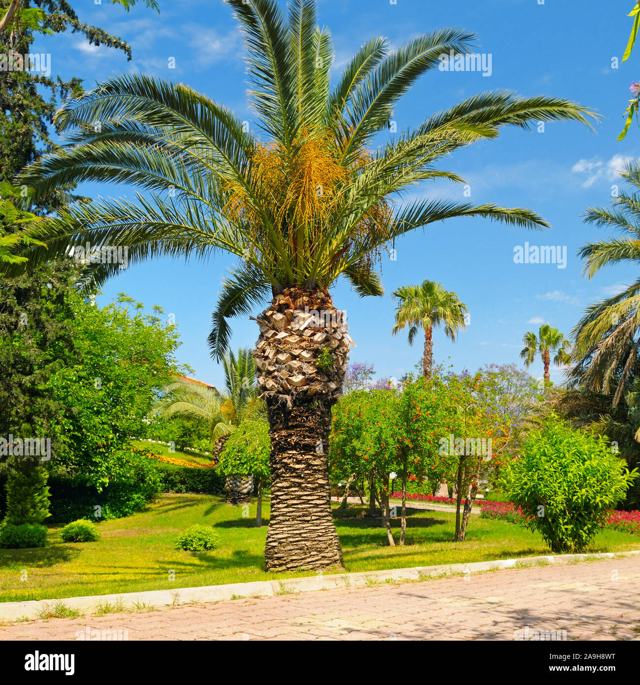 tropical garden with palm trees and lawn Stock Photo - Alamy