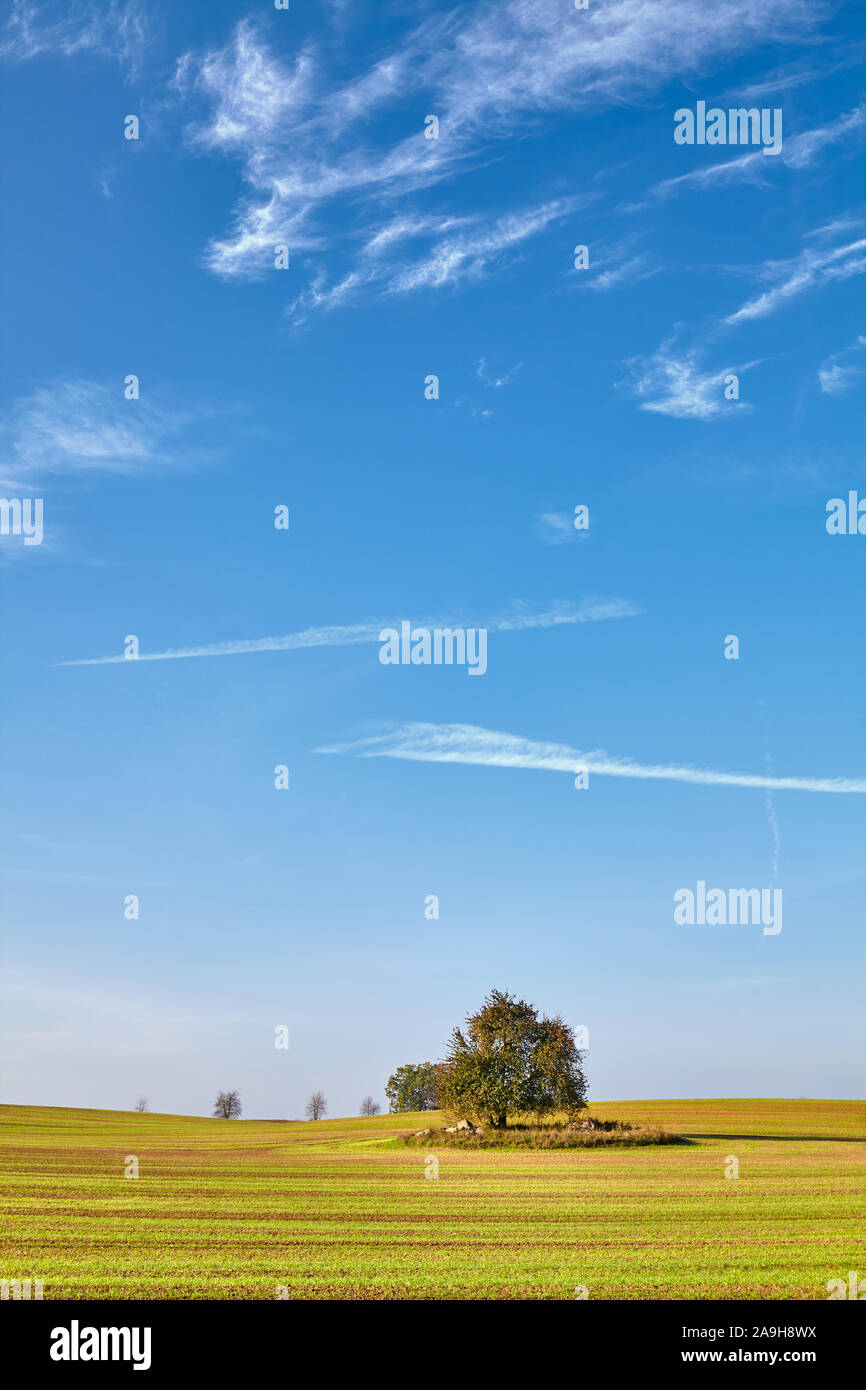 Tree on the field hi-res stock photography and images - Alamy