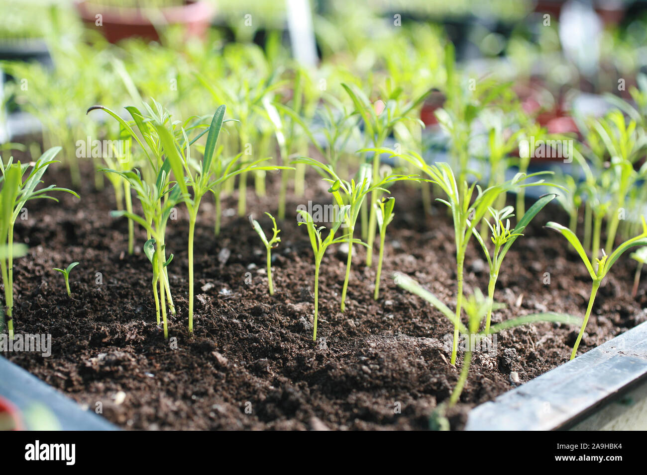 Cosmos seedlings hires stock photography and images Alamy