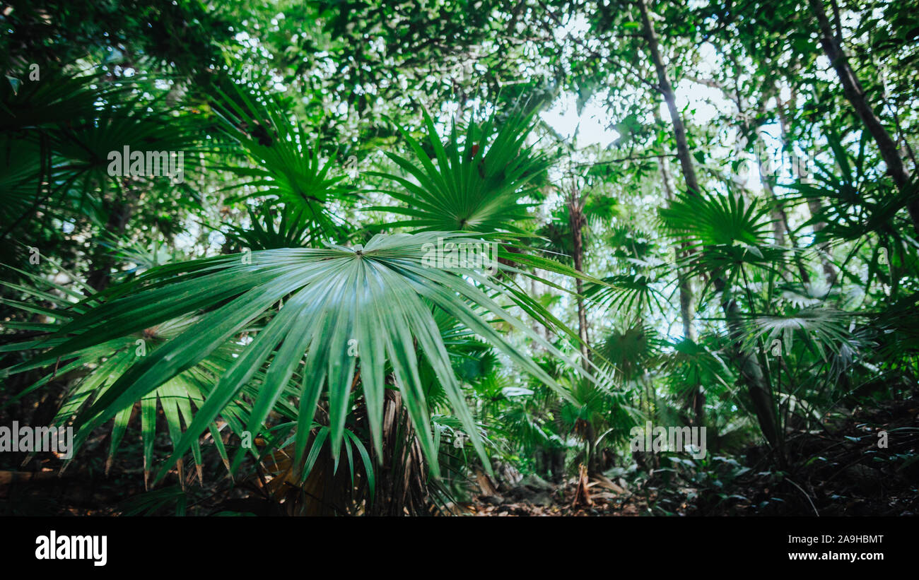 Chit palms in the Sian Ka'an national park, Yucatan, Mexico Stock Photo