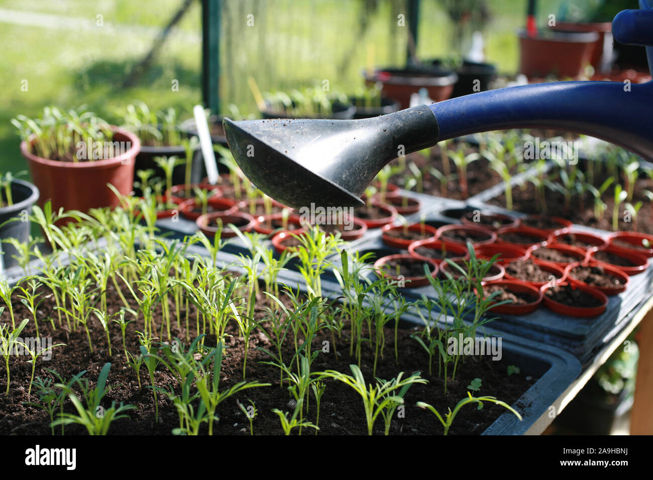 Planting cosmos seedlings hi-res stock photography and images - Alamy