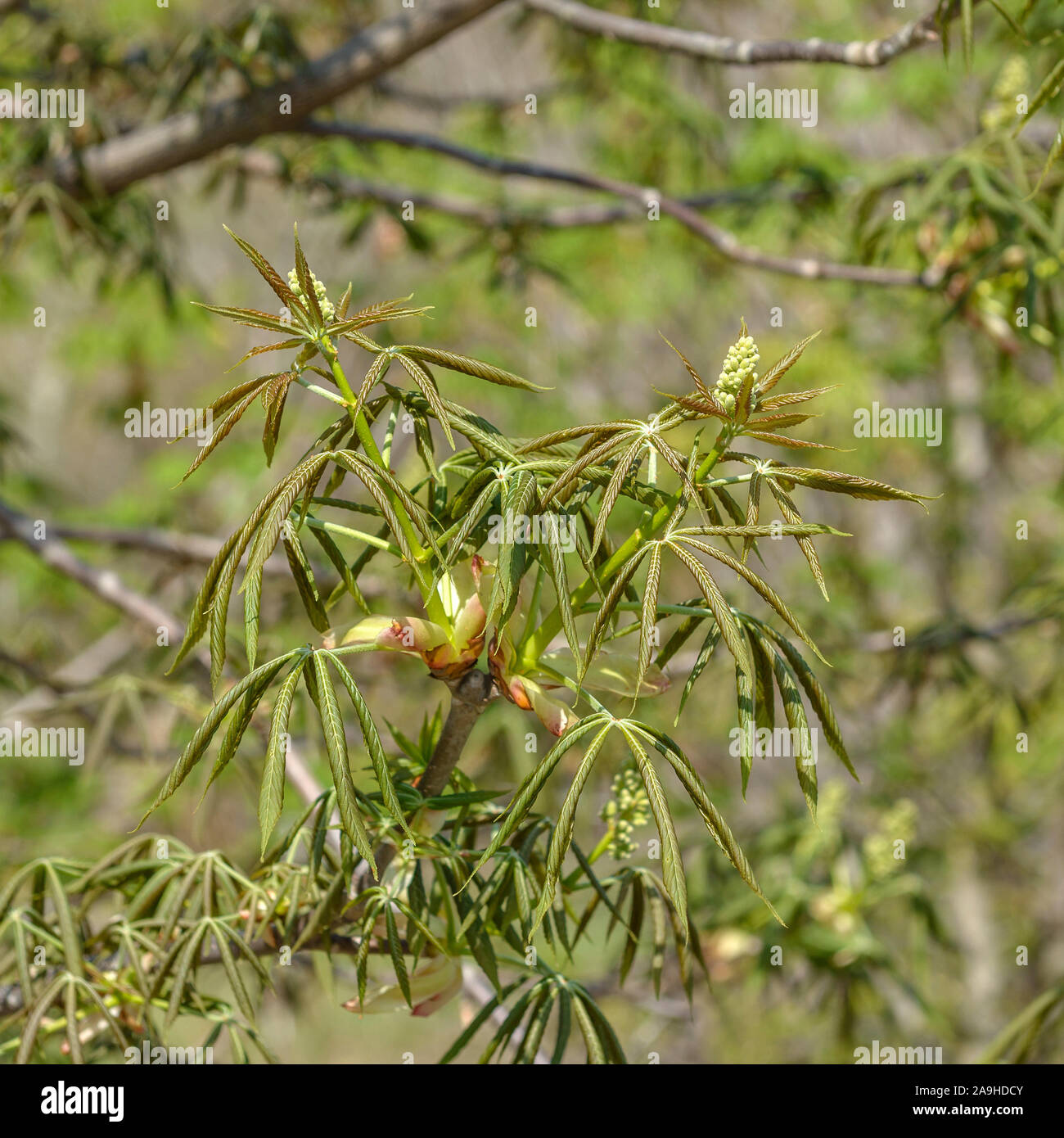 Ohio-Rosskastanie (Aesculus glabra var. glabra) Stock Photo