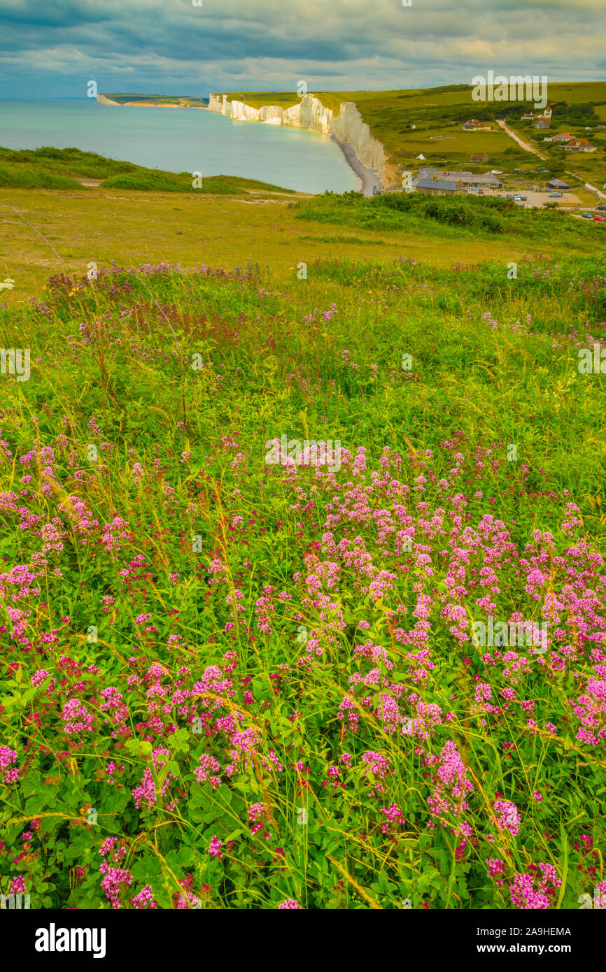 Wildflowers at Beachy Head, South Downs National Park, England, United KIngdom, English Channel Stock Photo