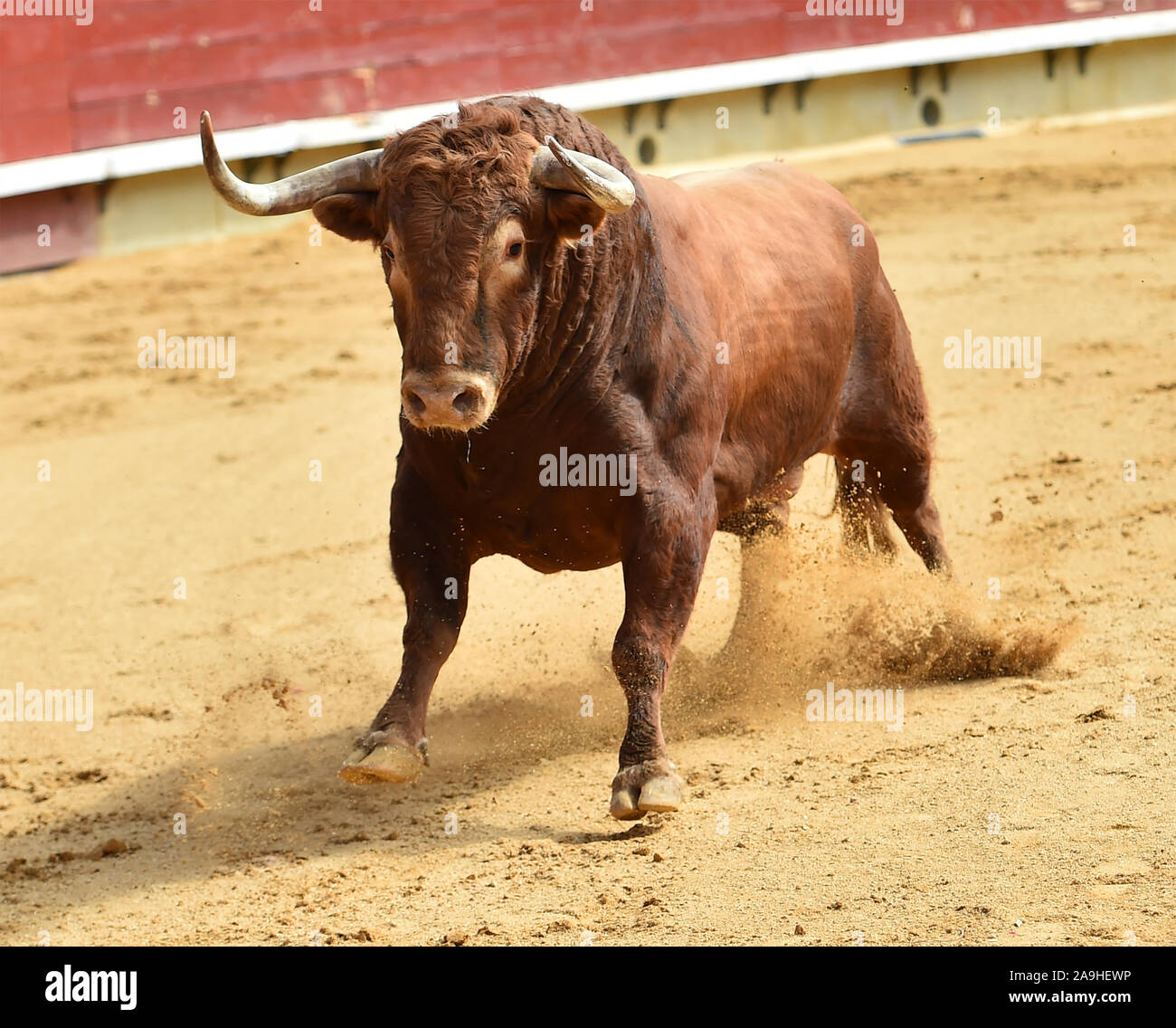 strong and angry bull in spain Stock Photo - Alamy