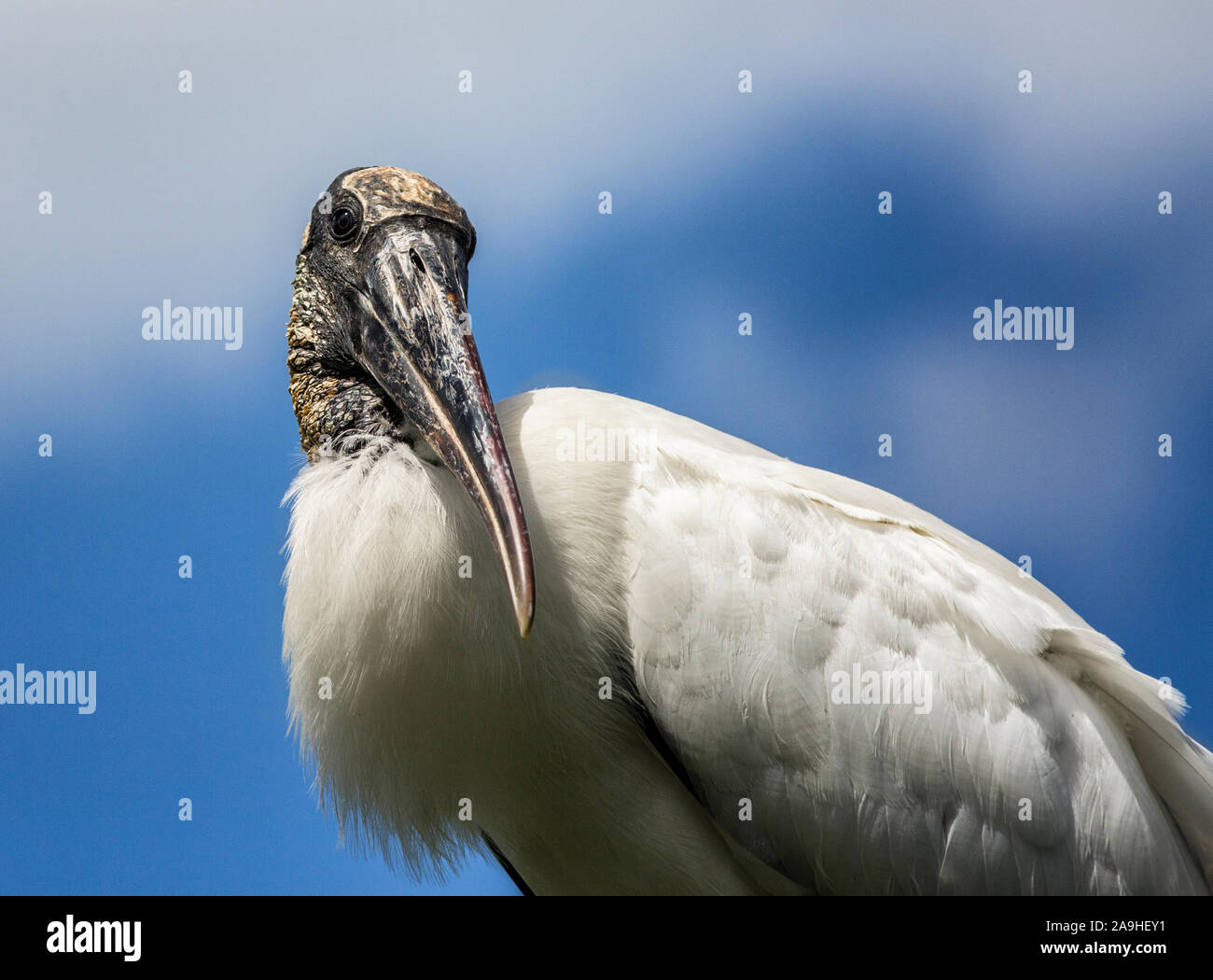 Adult Wood Stork color portrait against cloudy blue sky and inquisitive expression Stock Photo