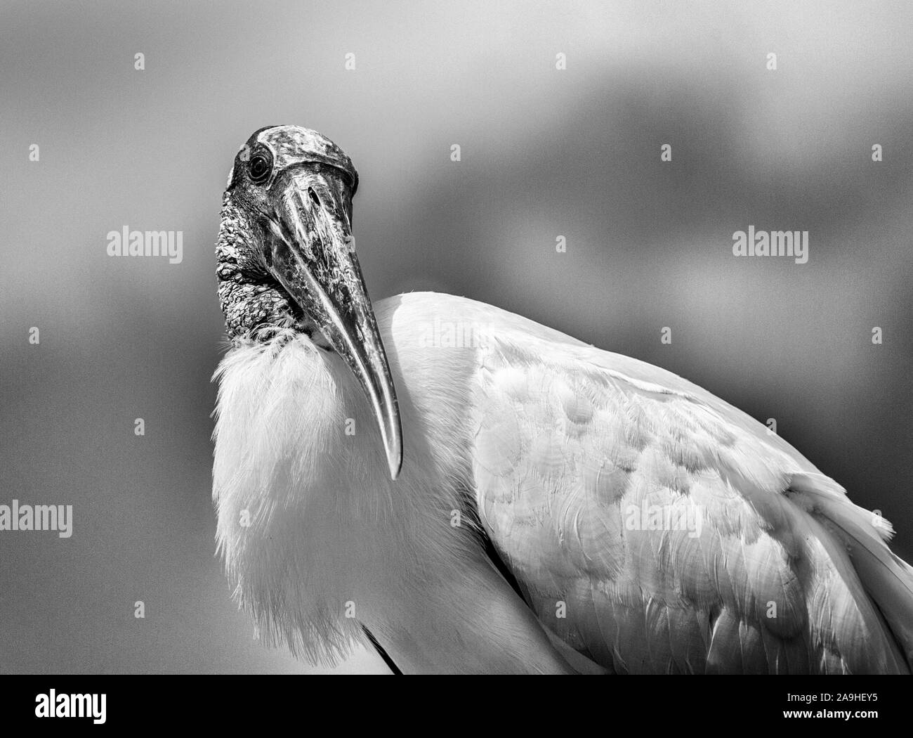 Adult Wood Stork Portrait - Black and White - inquisitive expression Stock Photo