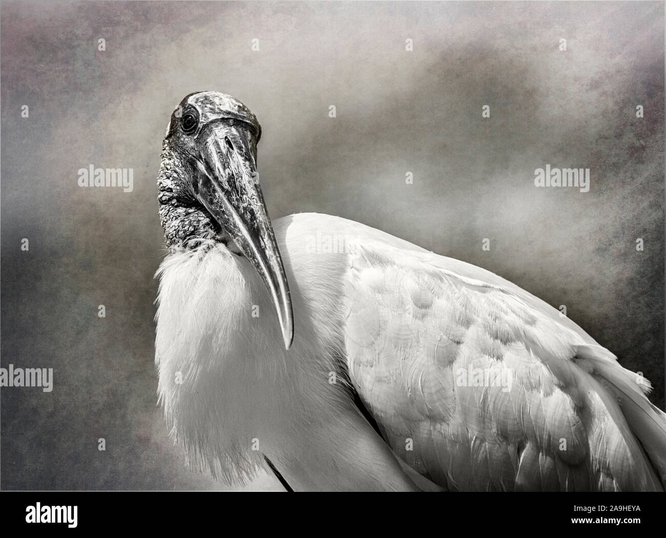 Adult Wood Stork Portrait against textured background with inquisitive expression Stock Photo