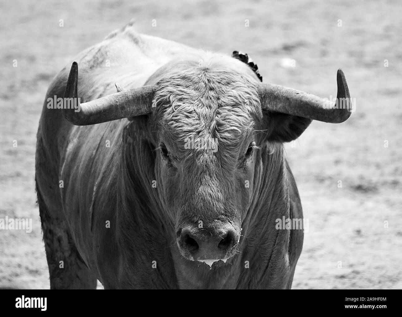 strong and angry bull in spain Stock Photo - Alamy