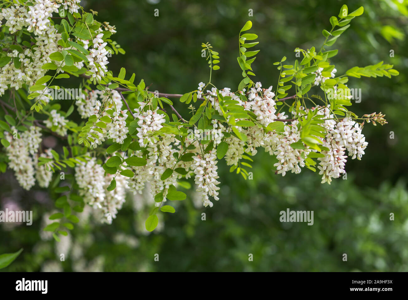 Honey bee collects nectar from white flowers tree acacia. Blooming clusters of acacia. Honey