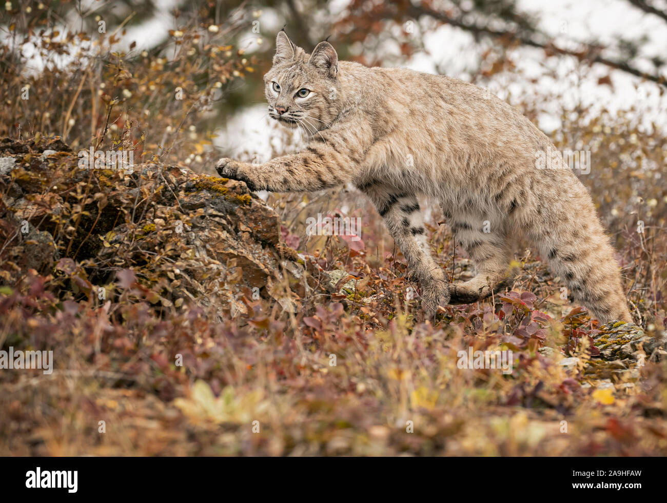 Adult Bobcat in Fall colors in Montana USA Stock Photo - Alamy