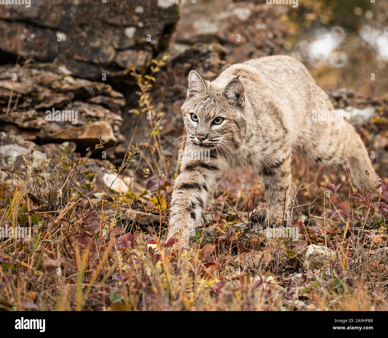 Adult Bobcat in Fall colors in Montana USA Stock Photo - Alamy