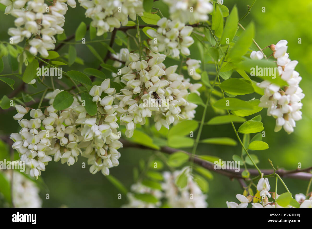 Honey bee collects nectar from white flowers tree acacia. Blooming clusters of acacia. Honey