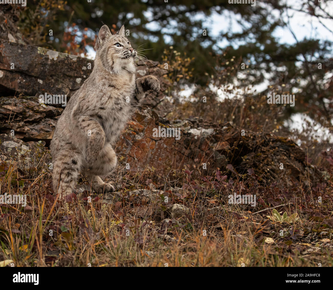 Adult Bobcat in Fall colors in Montana USA Stock Photo - Alamy