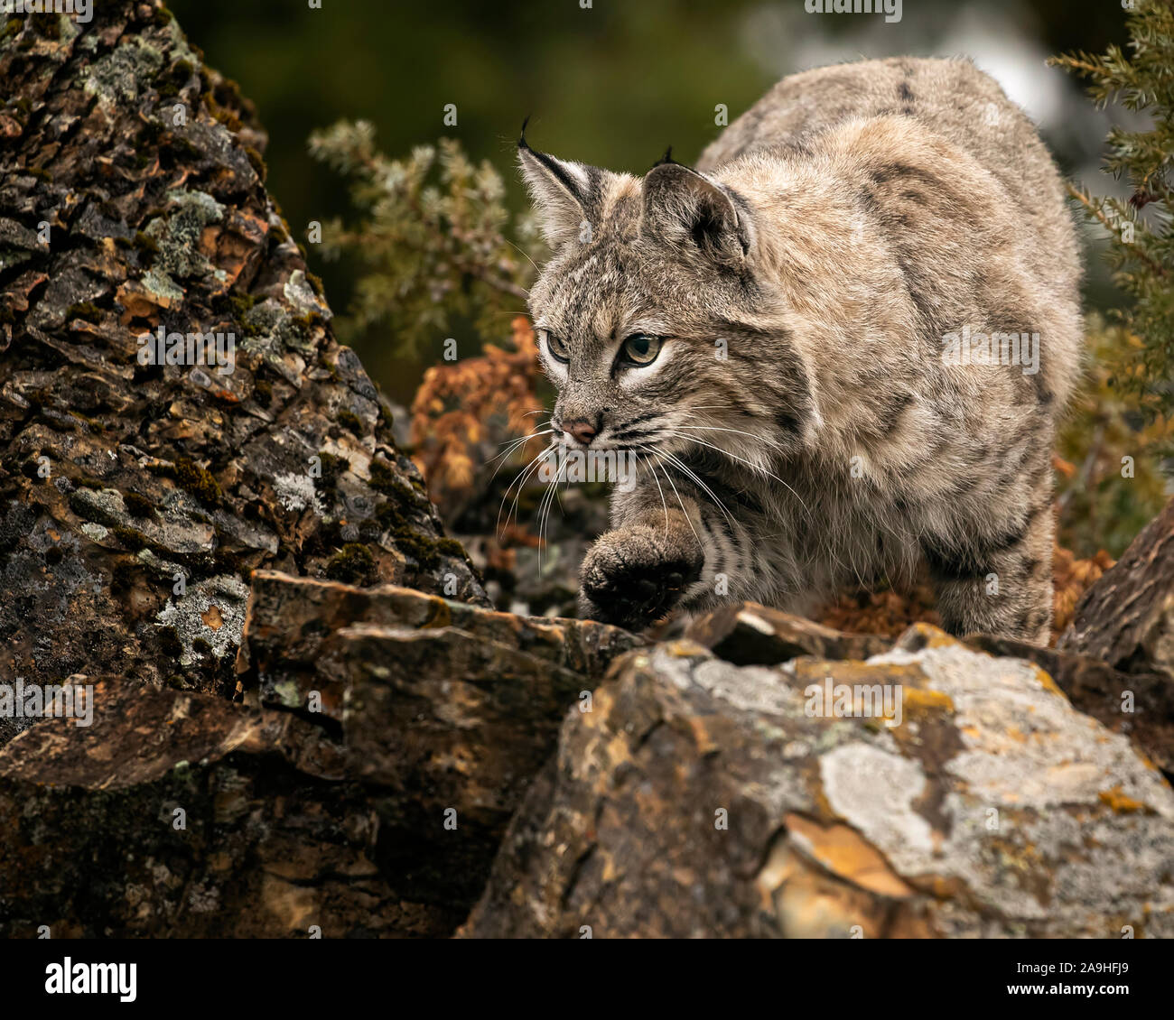 Adult Bobcat in Fall colors in Montana USA Stock Photo - Alamy