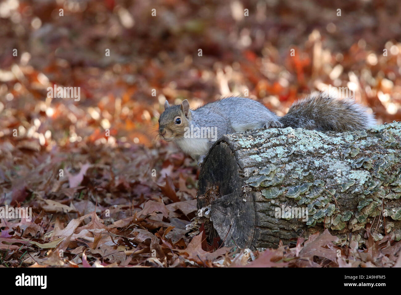 Eastern Gray Squirrel sitting on a log in Fall Stock Photo