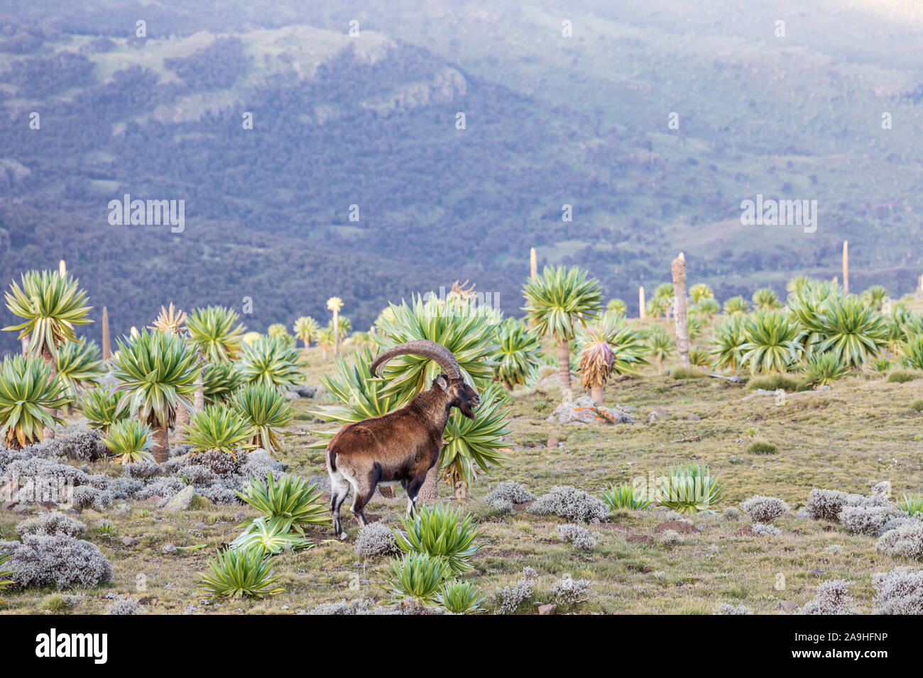 Ethiopia. Amhara. North Gondar. Walia Ibex among giant lobelia in the Ethiopian highlands. Stock Photo