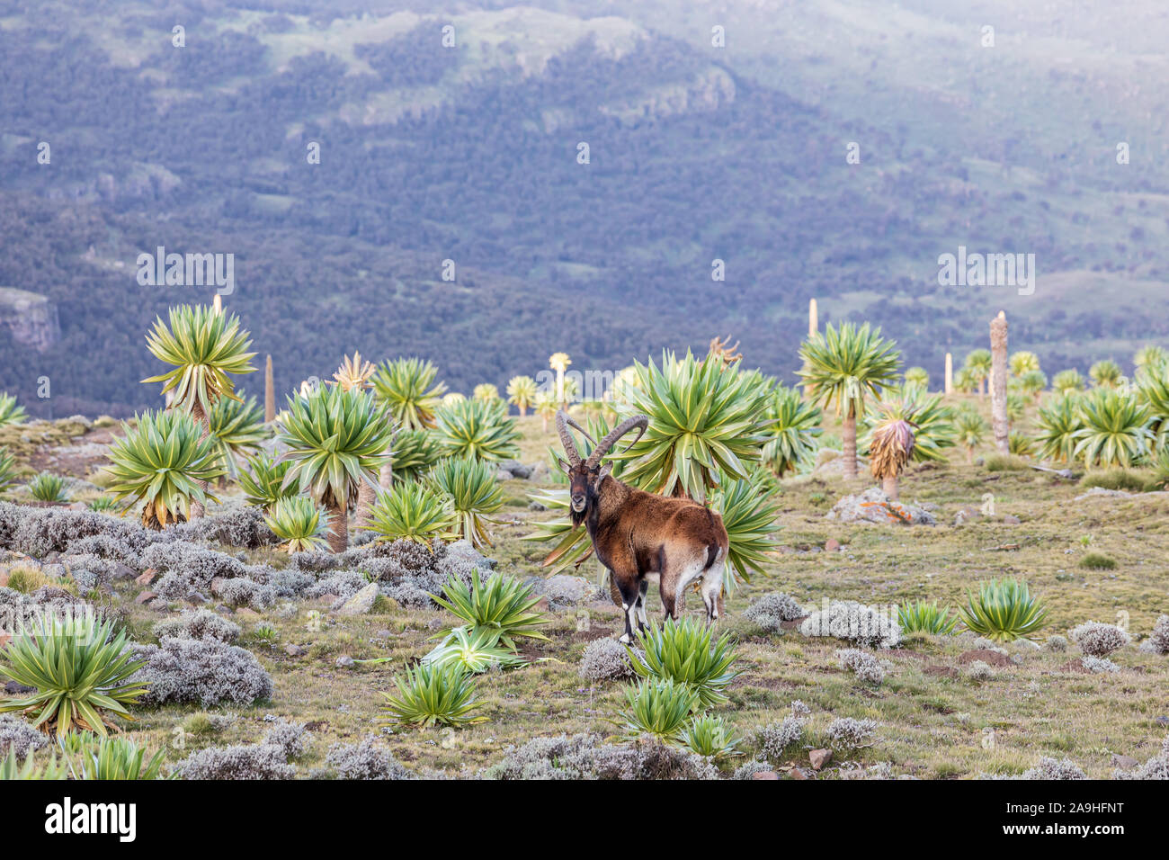 Ethiopia. Amhara. North Gondar. Walia Ibex among giant lobelia in the Ethiopian highlands. Stock Photo