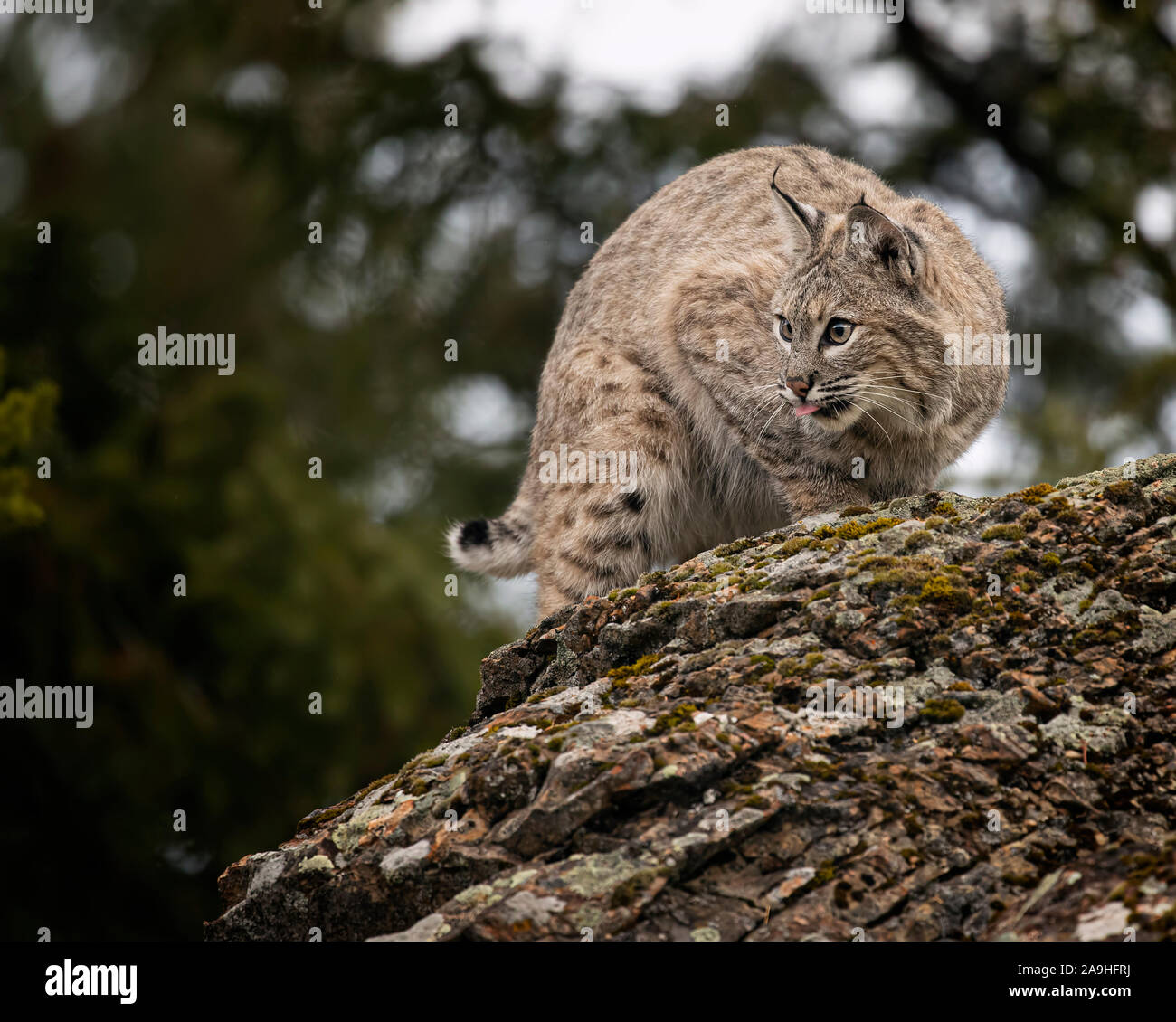 Adult Bobcat in Fall colors in Montana USA Stock Photo - Alamy