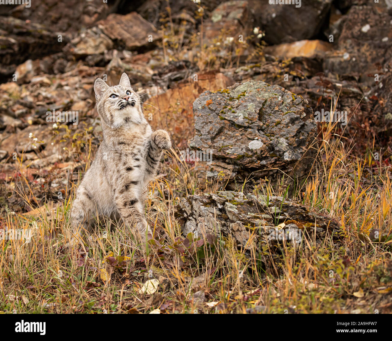 Adult Bobcat in Fall colors in Montana USA Stock Photo - Alamy