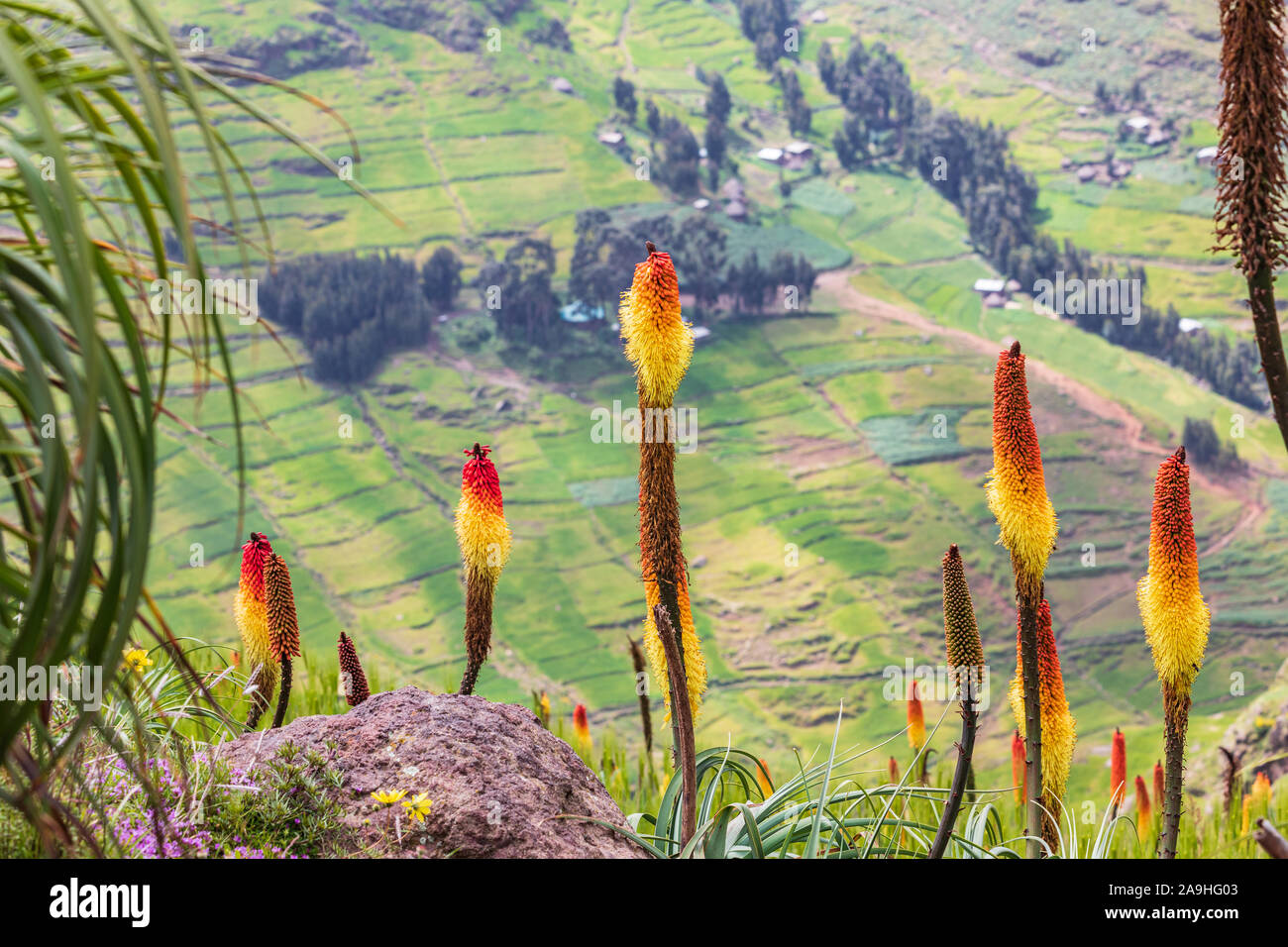 Ethiopia. Amhara. North Gondar. Red hot poker flowers in the Ethiopian highlands. Stock Photo