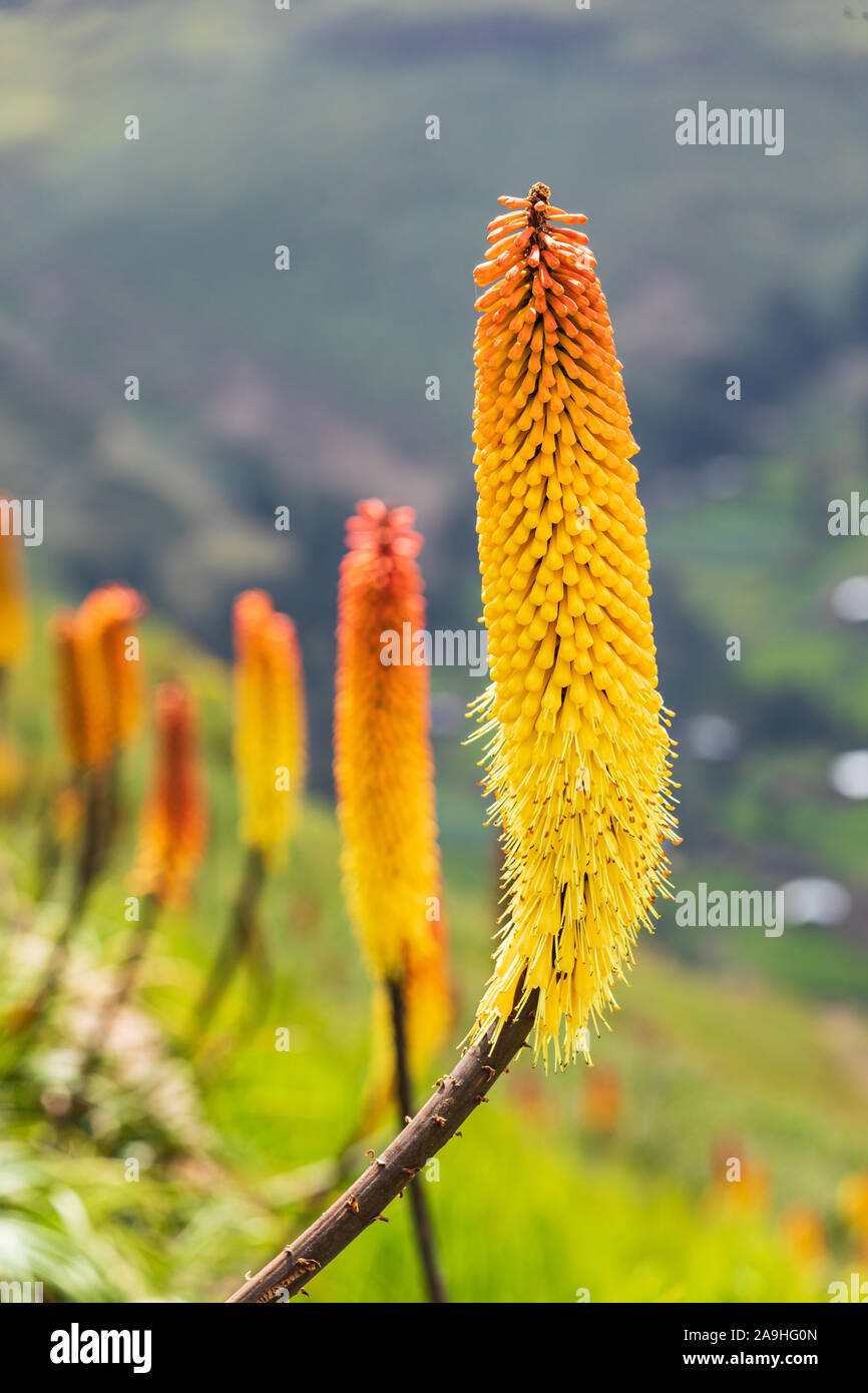 Ethiopia. Amhara. North Gondar. Red hot poker flowers in the Ethiopian highlands. Stock Photo