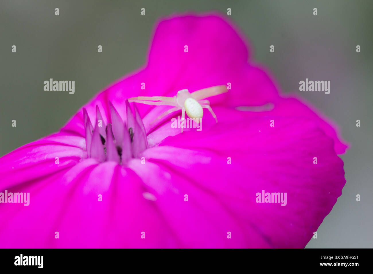 Spider on Rose Campion Stock Photo